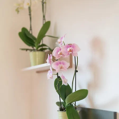 Lejlighed Dn Art Royale - D First Floor With View Terrace And Hot Tub - N Ground Floor With Internal Whirpool Blevio