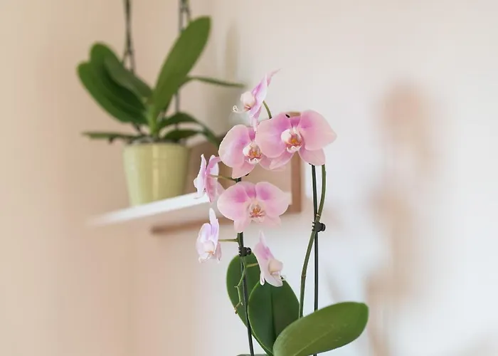 Apartament Dn Art - D First Floor With View Terrace And Hot Tub Blevio